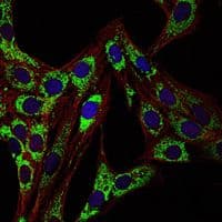 Monoclonal Mouse anti-Human HSPD1 / HSP60 Antibody (clone 3G8, IHC, IF, WB)