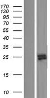 Human RNASE9 Protein (Over-Expression Lysate Myc-DDK (Flag))