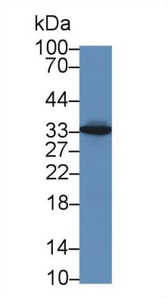 HLA-DRA Antibody (aa28-232)