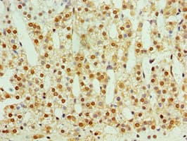 STMN4 / RB3 Antibody (aa1-216)
