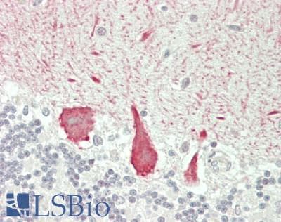 IHC-plus™ USP43 Antibody (N-Terminal)