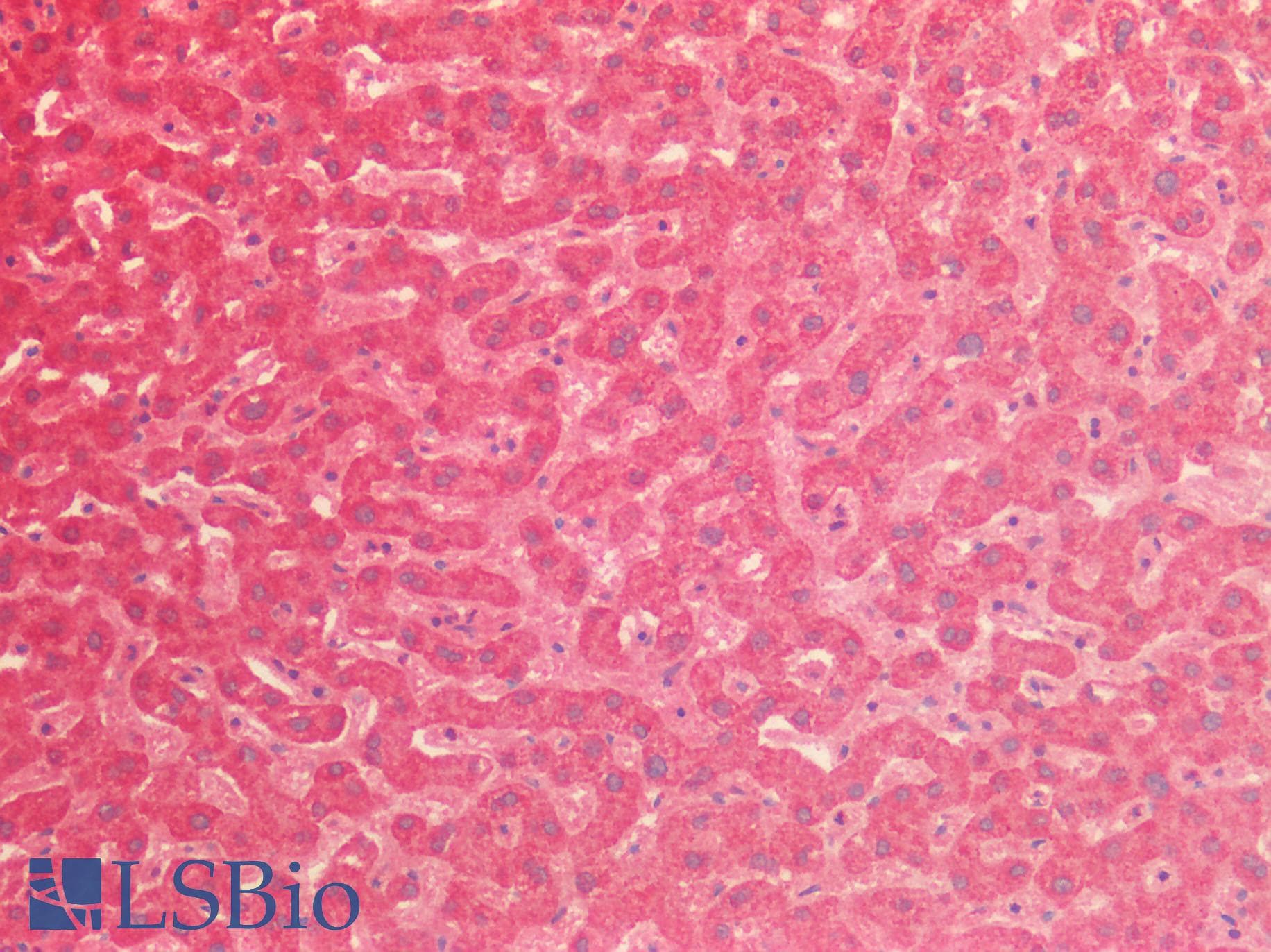 NME4 Antibody