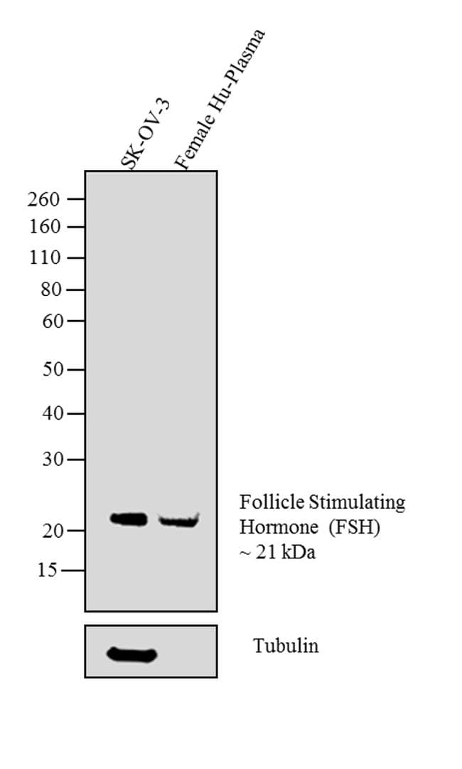 Monoclonal Mouse FITC Antibody (clone #8, WB)