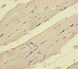Polyclonal Rabbit anti-Human EEF1A1 Antibody (IHC, IF)