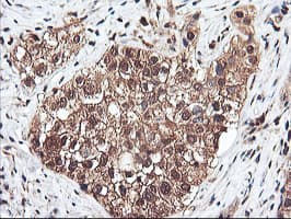 RNPEP Antibody (clone OTI3B5)