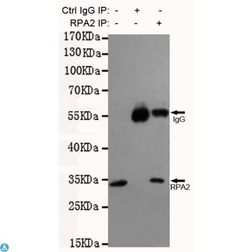 RPA2 / RFA2 / RPA34 Antibody