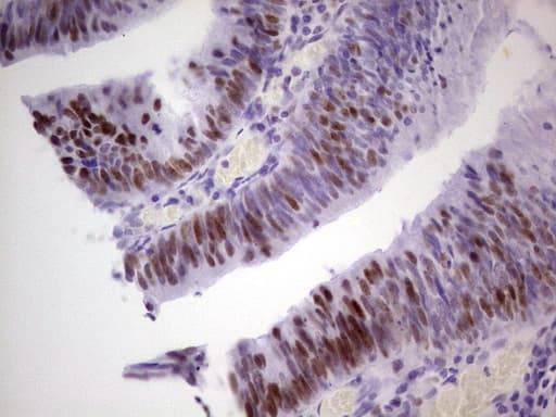 Monoclonal Mouse anti-Human MCM2 Antibody (clone OTI3B12, IHC, WB)