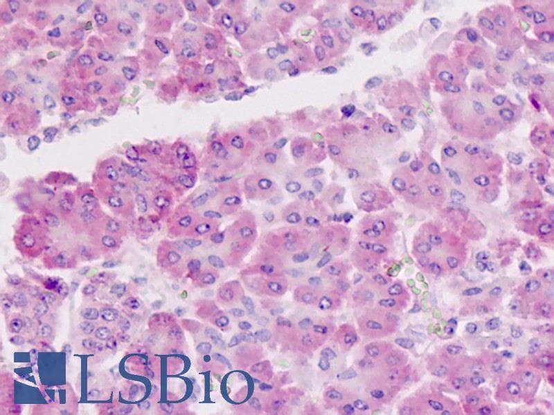 IHC-plus™ EIF3E Antibody