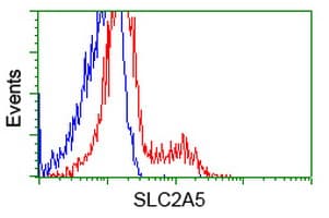 SLC2A5 / GLUT5 Antibody (clone OTI12F2)