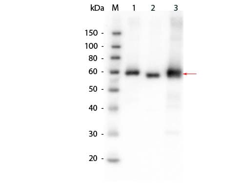 AKT1 Antibody