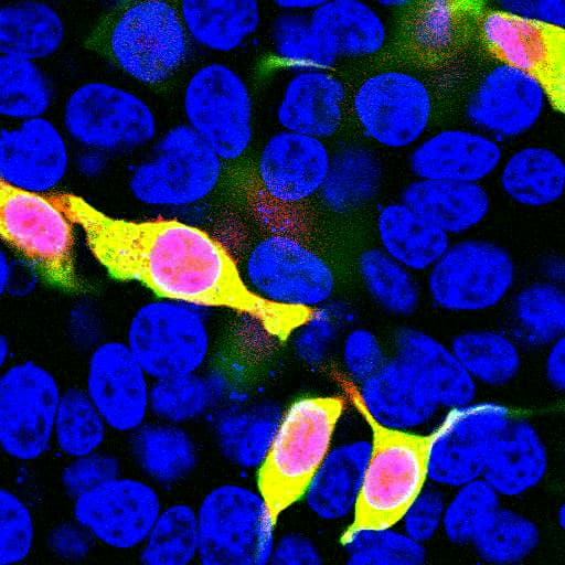 Polyclonal Rabbit anti-Discosoma mCherry Antibody (IF, WB)