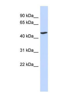 BTNL3 Antibody (aa71-120)
