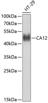 CA12 / Carbonic Anhydrase XII Antibody