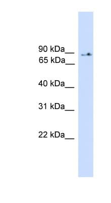 PIK3R5 Antibody (aa471-520)