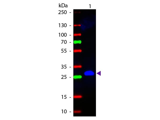 Polyclonal Goat Anti-Mouse IgG Fc Secondary Antibody (FITC, IF, WB)