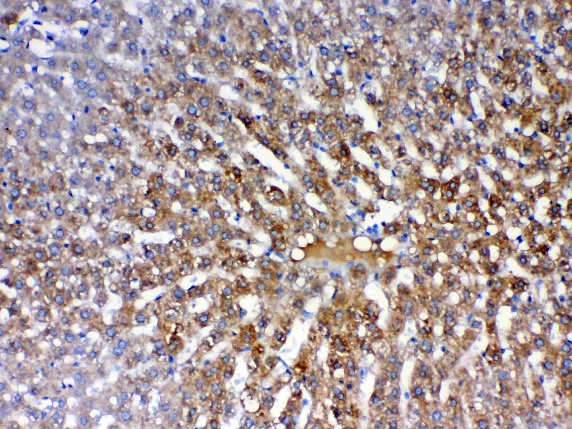 PON1 / ESA Antibody