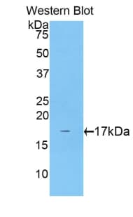 CCK / Cholecystokinin Antibody (aa1-115)