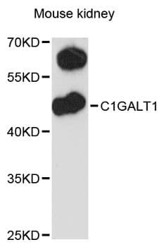Polyclonal Rabbit anti-Human C1GALT1 Antibody (WB)