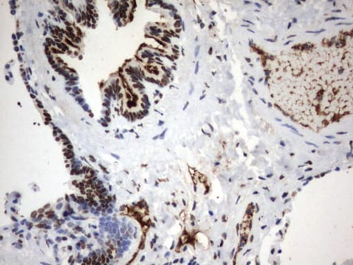 MLF1 Antibody (clone UMAB138, Carrier-free)