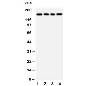 TNR / Tenascin R Antibody (aa108-117)