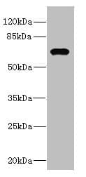 NRBP1 / NRBP Antibody