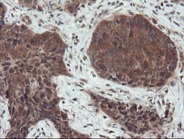SENP2 Antibody (aa139-523, clone OTI3E7)