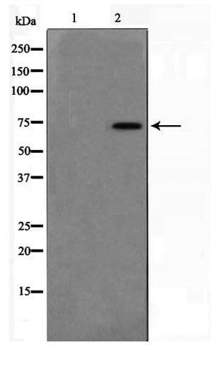 DUSP16 / MKP7 Antibody