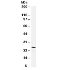 UCHL1 / PGP9.5 Antibody (clone 13C4, Azide-free, BSA-free)