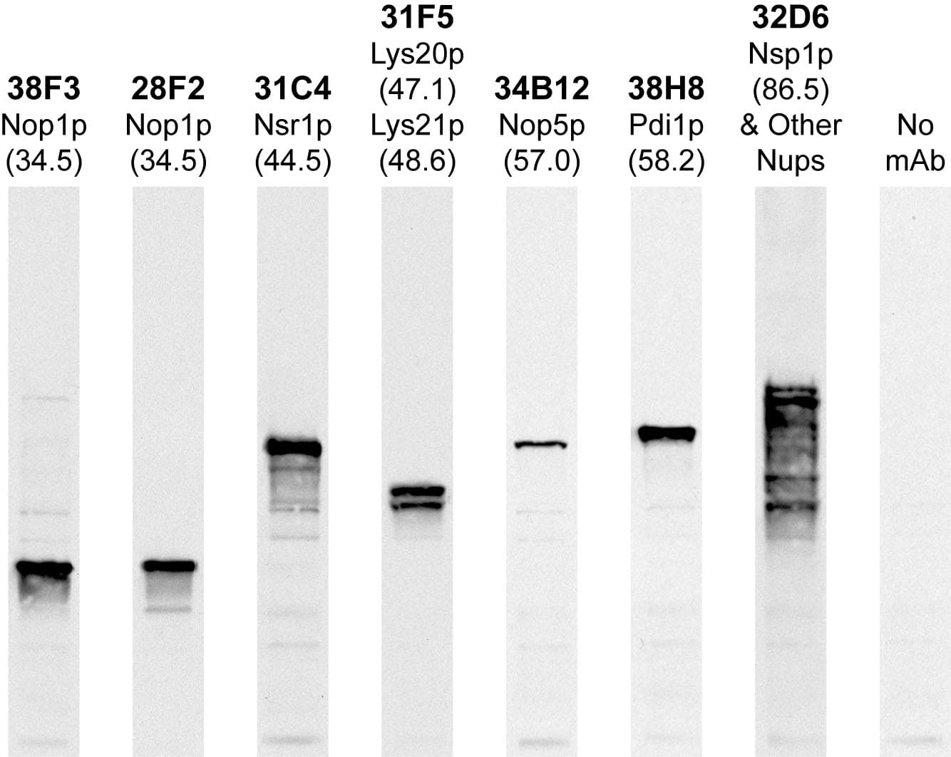 Monoclonal Mouse anti-Yeast NOP58 / NOP5 Antibody (clone 34B12, IF, WB)