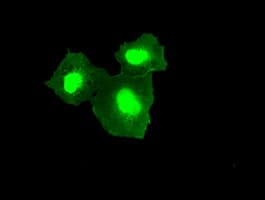 Monoclonal Mouse anti-Human TMEM100 Antibody (clone OTI10G3, IHC, IF, WB)