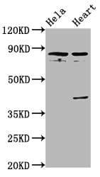 QSOX1 / QSCN6 Antibody