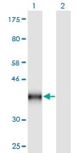 CD59 Antibody (clone 3G6)