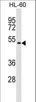 Polyclonal Rabbit anti-Human GSG1 Antibody (aa303-330, WB)