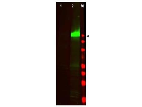 EGFR Antibody (phospho-Tyr1197)