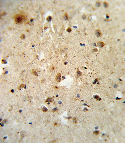 ATF6 Antibody (aa350-377)