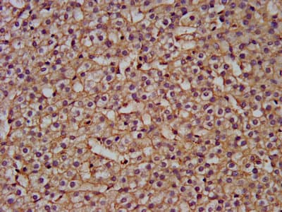 Polyclonal Rabbit anti-Human NANS Antibody (IF, WB)