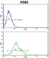 AMPD2 Antibody (aa187-217)