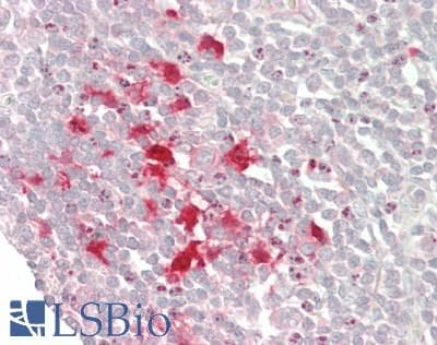 IHC-plus™ IDO1 / IDO Antibody (clone ID 177)