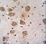 CLVS2 Antibody (aa251-279)