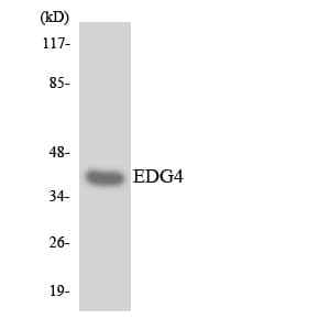 LPAR2 / EDG4 Antibody (aa281-330)