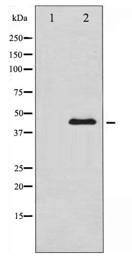 GATA4 Antibody (phospho-Ser105)