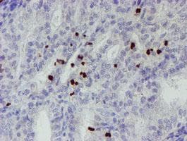 PADI4 / PAD4 Antibody (clone OTI6A2, Carrier-free)