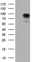 Monoclonal Mouse anti-Human BCAP / PIK3AP1 Antibody (clone OTI5H5, IF, WB)