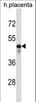 KCNS2 Antibody (aa111-140)