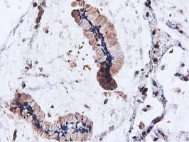 ILVBL Antibody (clone OTI8B12)
