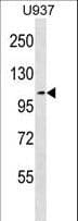 MCC Antibody (aa473-501)