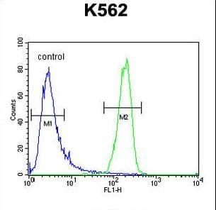 ATP8A2 Antibody (aa293-322)