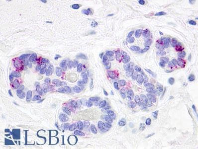 PathPlus™ GPR52 Antibody (Cytoplasmic Domain)