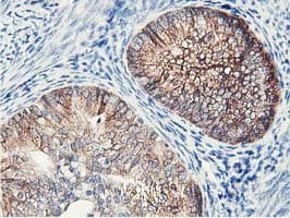 NUDT18 Antibody (clone OTI1A5)