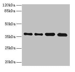 TMEM19 Antibody